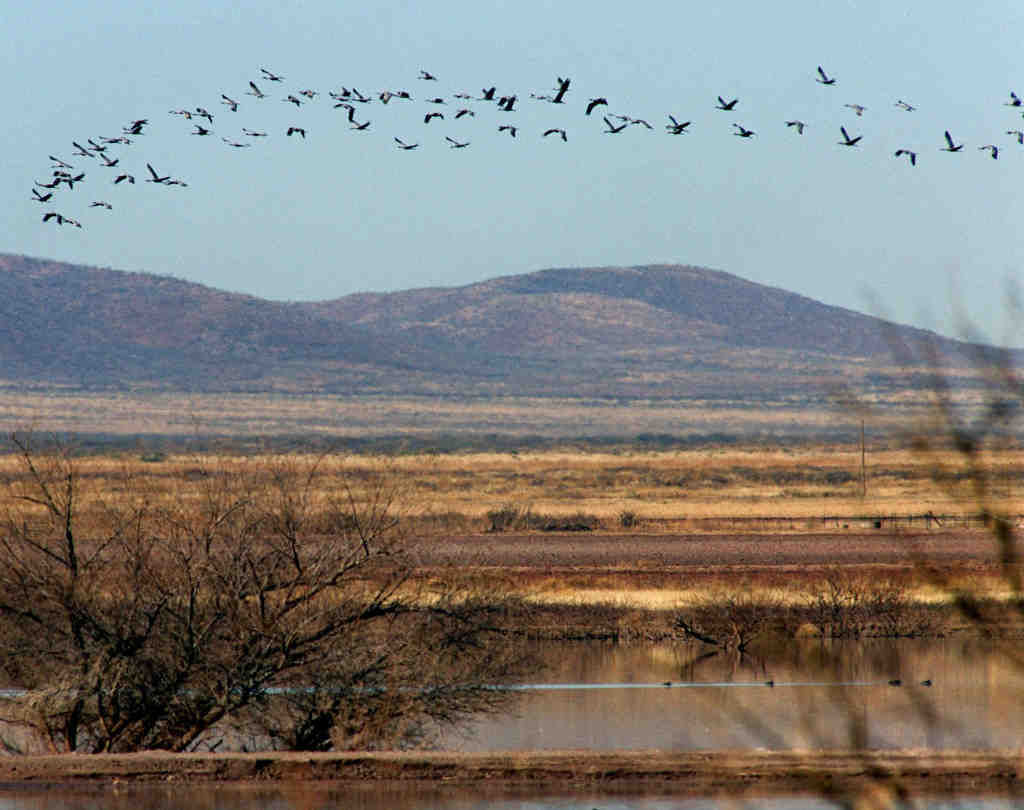 Sandhill cranes in Arizona
